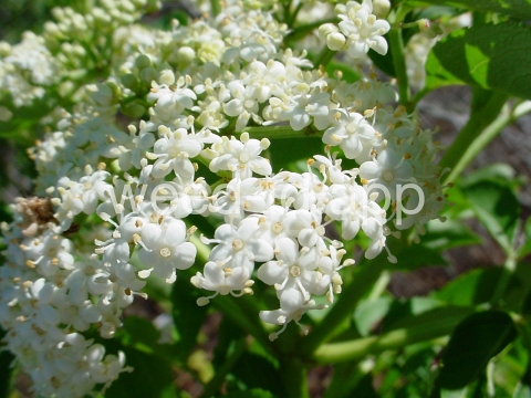 elderberry, common